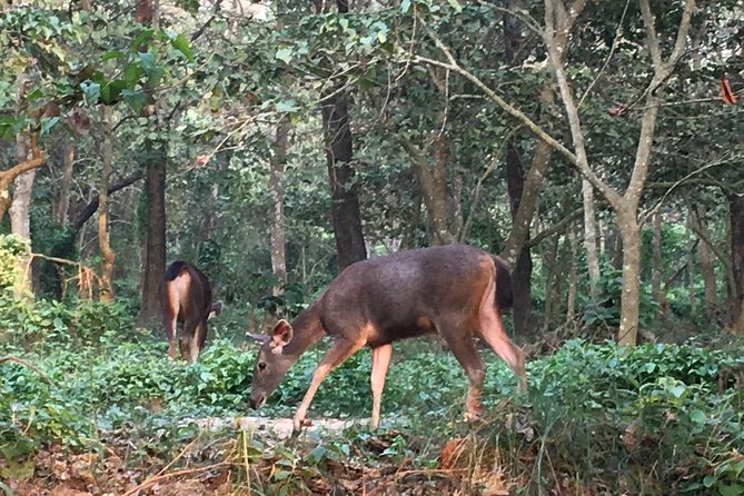 1 Night 2 Days Chitwan Jungle Safari Tour from Kathmandu - Who should book this two-day version