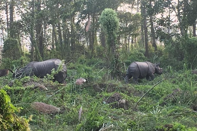 1 Night 2 Days Chitwan Jungle Safari Tour from Kathmandu - The resort arrival, lunch, and afternoon visits