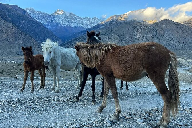 12 Days Overland Tour to Upper Mustang - Days 1 and 2: Kathmandu introductions