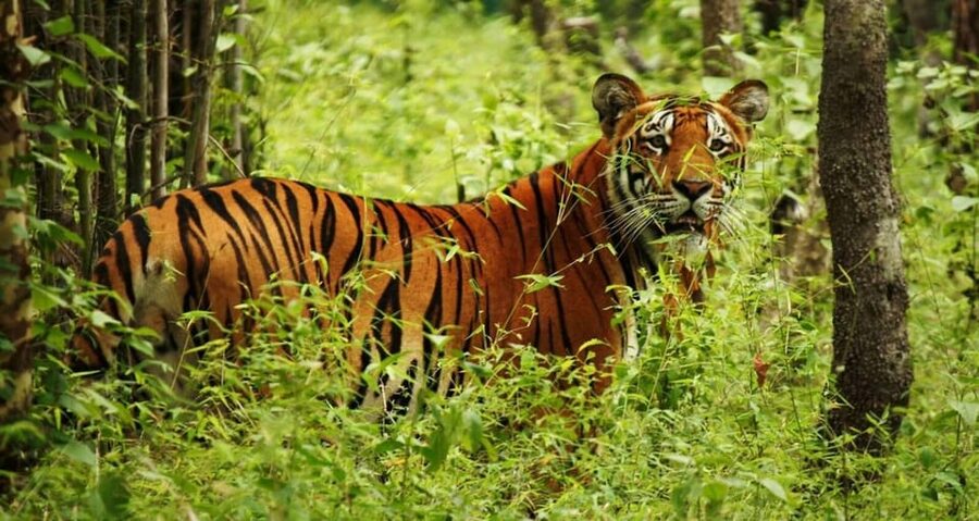 2 Days Chitwan Jungle Safari Tour from Pokhara/Kathmandu - How good is the $117 value?