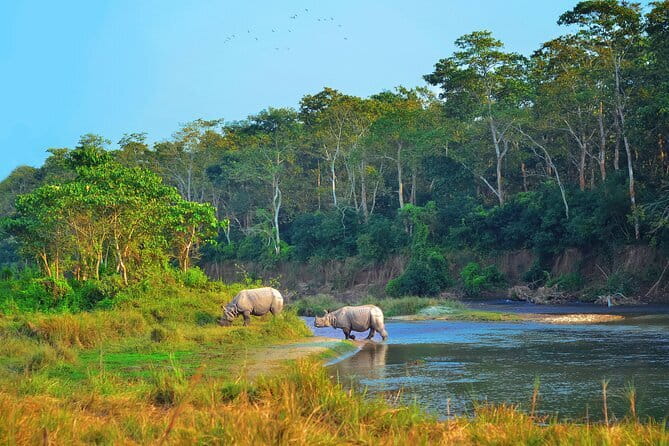 2 Night 3 Day Chitwan Jungle Safari Tour from Pokhara - From Pokhara’s hills to Sauraha’s jungle edge