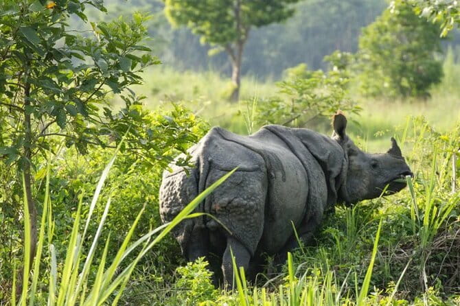 2 Night 3 Day Chitwan Jungle Safari Tour from Pokhara - FAQ
