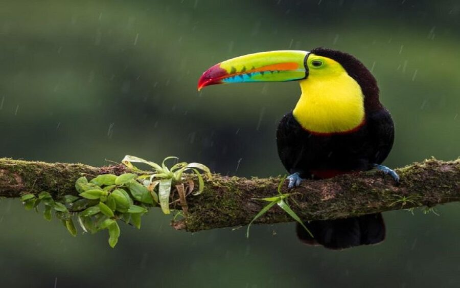 3-Day Chitwan Jungle Safari Adventure From Kathmandu/Pokhara - Key points to know before booking