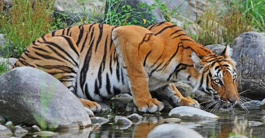 3-Day Chitwan Jungle Safari Adventure From Kathmandu/Pokhara - Why Chitwan makes a good three-day escape