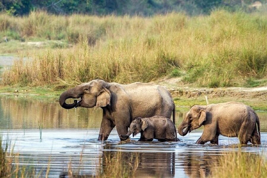 3-Day Chitwan Jungle Safari Adventure From Kathmandu/Pokhara - The Rapti River: A quiet start to the wildlife day