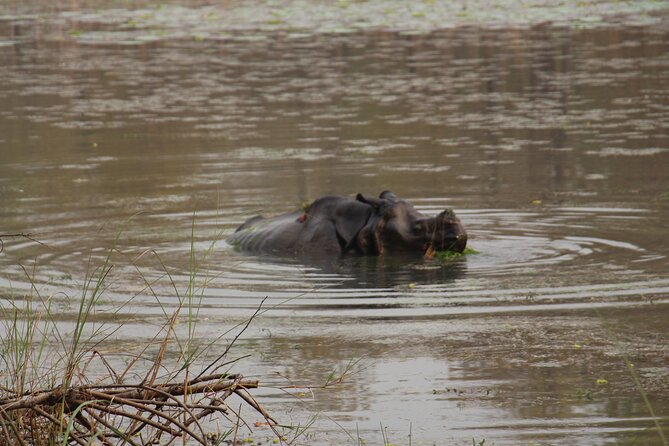 3-Day Chitwan National Park Jungle Safari Tour Package with Pick Up - What makes the included meals and lodge useful
