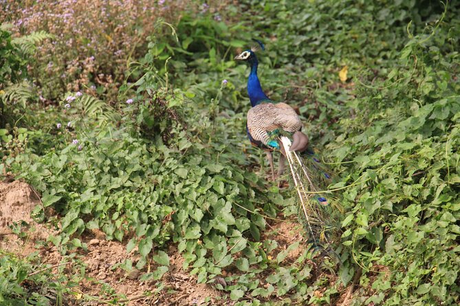 3-Day Chitwan National Park Jungle Safari Tour Package with Pick Up - How the $180 price holds up