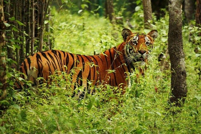 3-Day Guided Safari Tour in Chitwan National Park in Nepal - Day one: reach Chitwan and meet Tharu culture