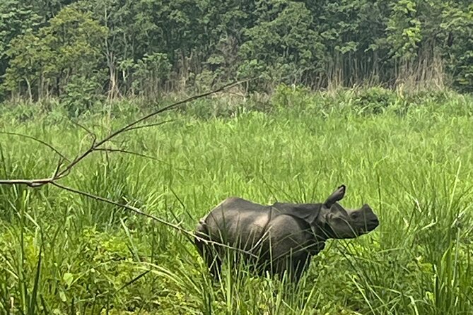 3-Day Guided Safari Tour in Chitwan National Park in Nepal - Day two: birds, river water, and forest sightings