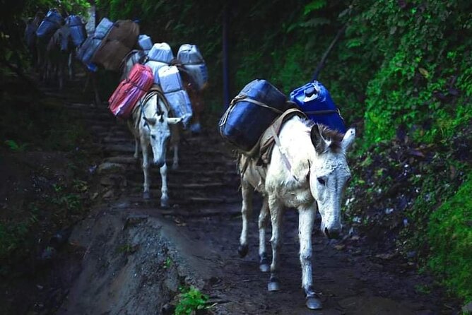 3 Days 2 Nights Poon Hill Trekking - The real comfort level on the trail