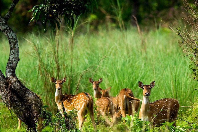 3 Days and 2 Nights Chitwan National Park Safari Tour in Pokhara - From Pokhara to Chitwan in Three Days