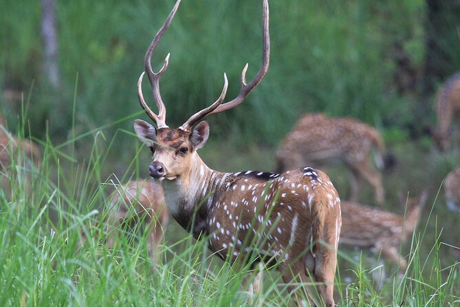 3 Days Jungle Safari in Chitwan National Park - Canoeing on the Rapti River at 7:00 am