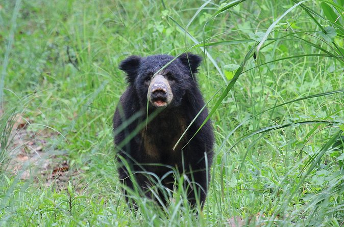 3 Days Jungle Safari in Chitwan National Park - Who will enjoy this Chitwan safari
