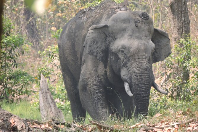 3 Nights 4 Days Bardia Tiger Tracking Tour | Bardia Jungle Safari - Why Bardia rewards patient wildlife watchers