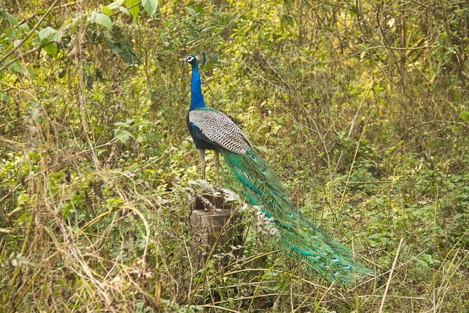 3 Nights 4 Days Chitwan National Park with Tower Night Stay - Day 4: An easy departure to Kathmandu or Pokhara