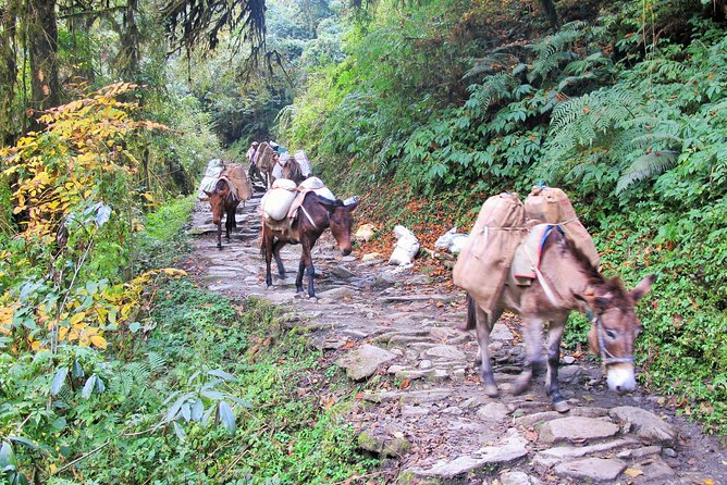 4-Day Private Poon Hill Trekking Tour - What the $359 price covers