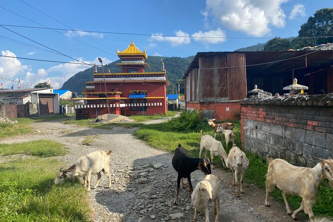 Afternoon Tibetan Cultural Tour to Tibetan Settlements Pokhara - Who will enjoy this experience most
