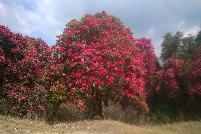 Annapurna Base Camp Trek - 11 Days - Nayapul, Pokhara, and the final bus ride
