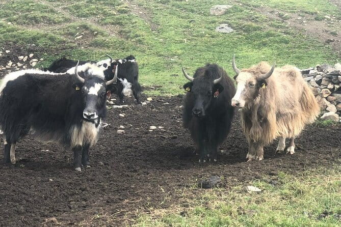 Annapurna Circuit Trek in Nepal (9 Days) - Day 5: Acclimatizing around Manang