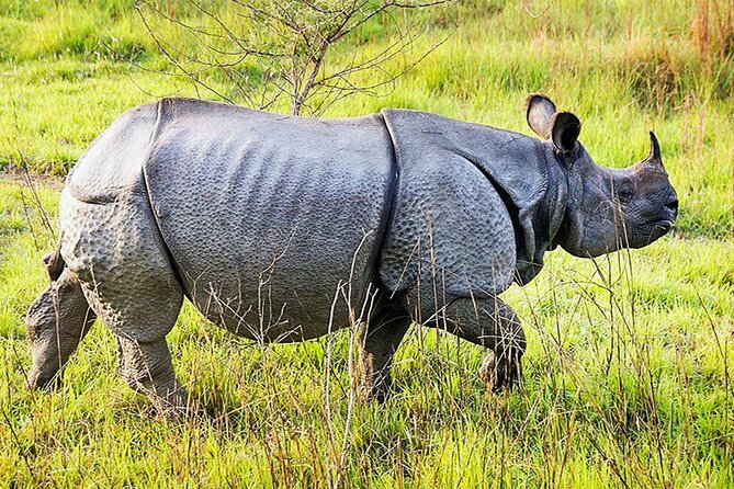 Chitwan 2 Nights All Inclusive Jungle Safari Tour - Day 1: Leaving Kathmandu through Thankot and Narayanghat