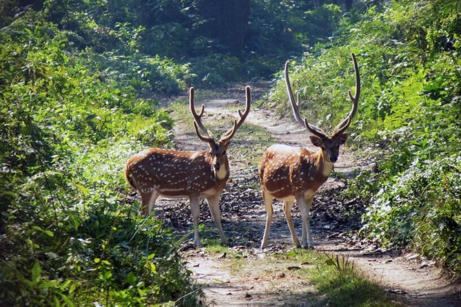 Chitwan 2 Nights All Inclusive Jungle Safari Tour - Two nights near Sauraha, with meals included