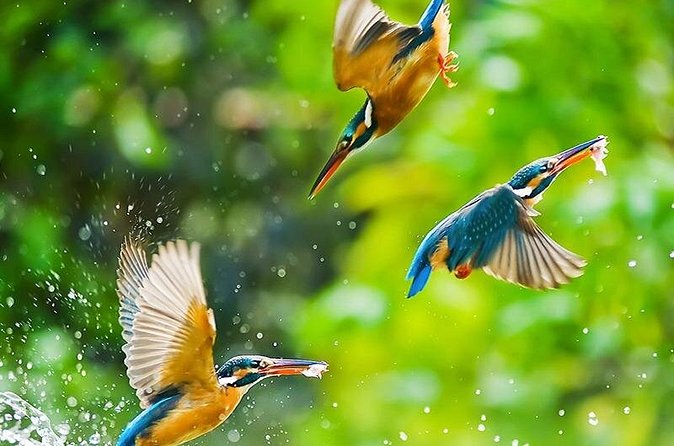 Chitwan 2 Nights All Inclusive Jungle Safari Tour - What $128 covers, and where extra costs appear