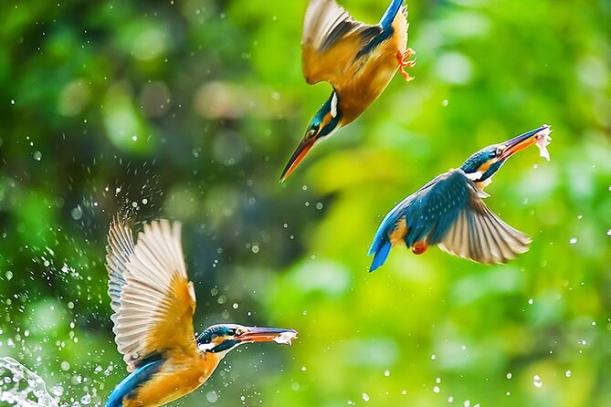 Chitwan 2 Nights All Inclusive Jungle Safari Tour - Who should book this Chitwan package?