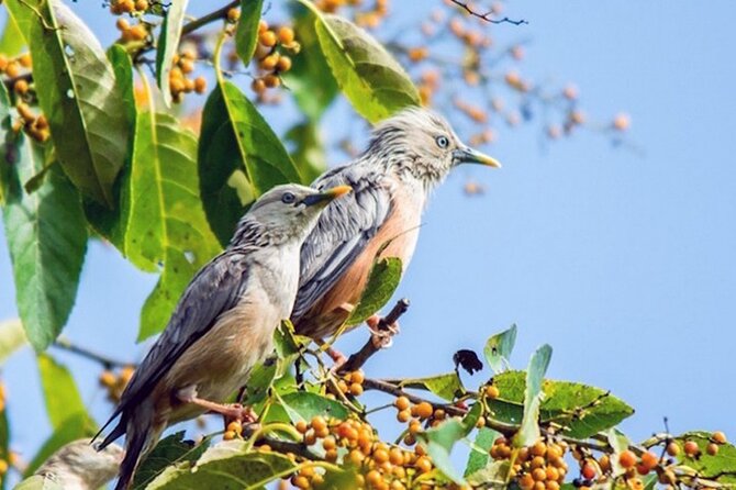Chitwan 2 Nights All Inclusive Jungle Safari Tour - Day 2: Canoeing, forest time, and the national park