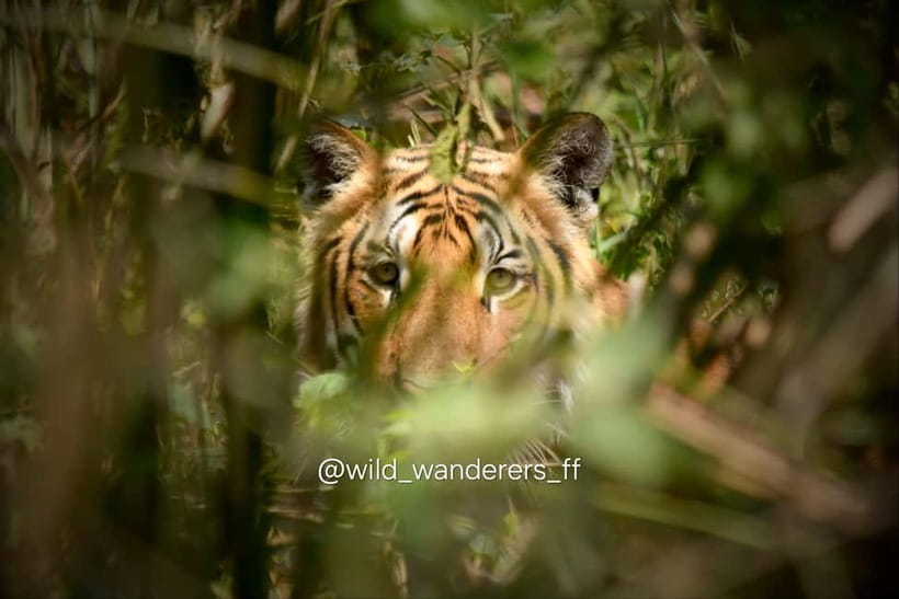 Chitwan: Full-Day Safari Canoeing and Jungle Walk and Jeep - Key points to know before booking