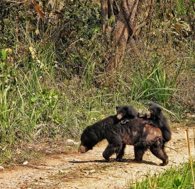 Chitwan: Full-Day Safari Canoeing and Jungle Walk and Jeep - Why this Chitwan day works so well