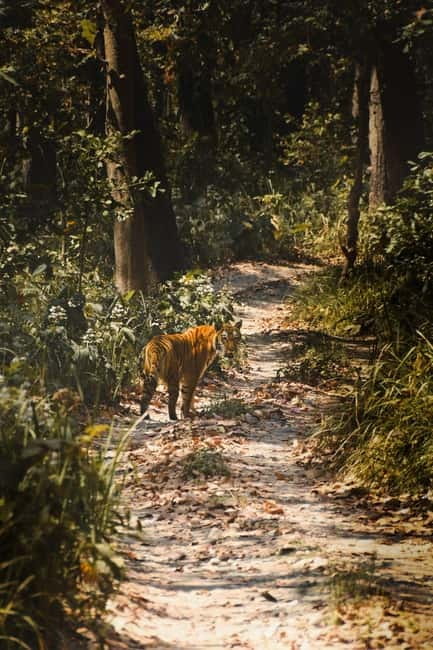 Chitwan: Full-Day Safari Canoeing and Jungle Walk and Jeep - Three hours on foot in the jungle