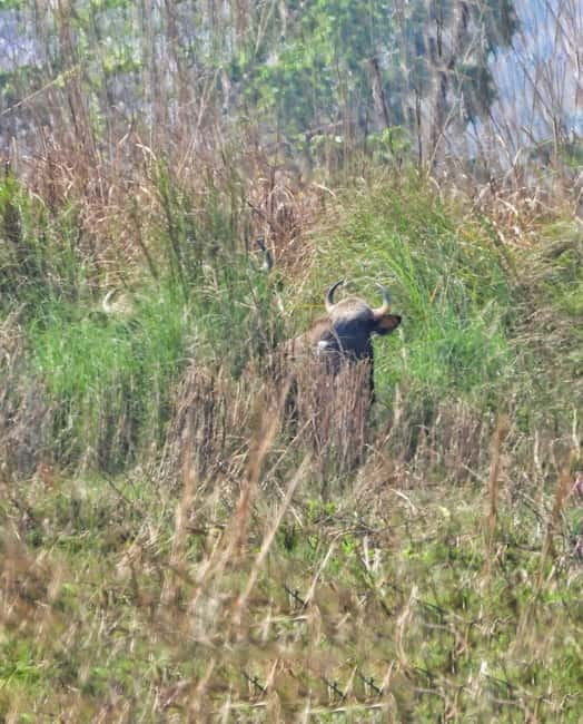 Chitwan: Full-Day Safari Canoeing and Jungle Walk and Jeep - Four hours by jeep from October through May
