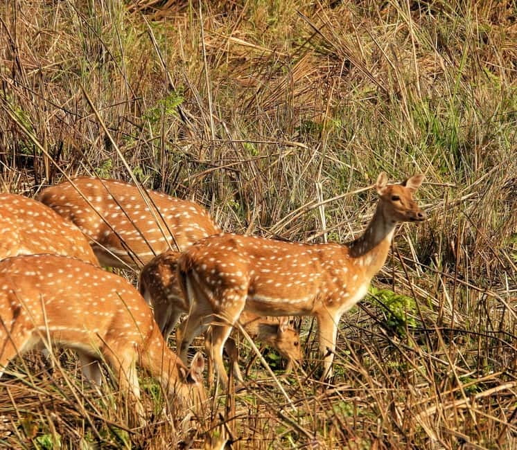Chitwan: Full-Day Safari Canoeing and Jungle Walk and Jeep - Starting in Sauraha and getting organized