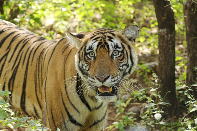 Chitwan National Park Tour - Day one: the road south and a Tharu evening
