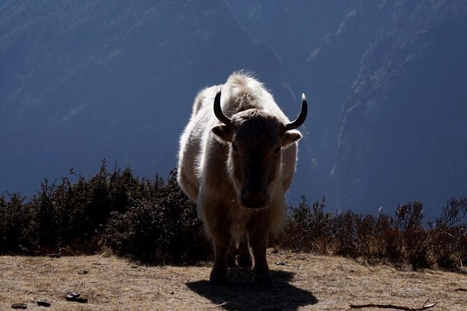 Everest Base Camp Trekking - 2025/2026 - The return through Pangboche and Namche