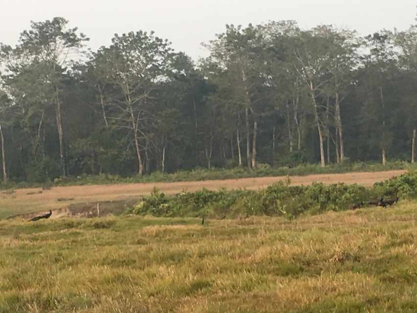 From Chitwan: Full Day Jeep Safari in Chitwan National Park - Starting from Sauraha and entering the park