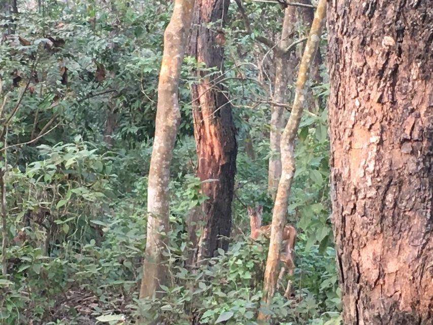From Chitwan : Half Day Jeep Safari Tour - Four hours on Chitwan’s rough forest tracks