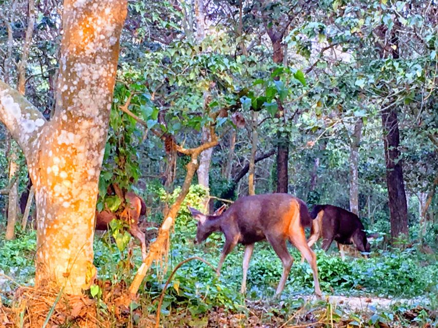 From Chitwan : Jeep Safari,Canoeing,Forest walk Day Tour - What the $70 price covers