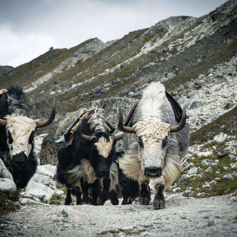 From Kathmandu: Guided Everest Base Camp Trek - Day 6: A second rest day in Dingboche