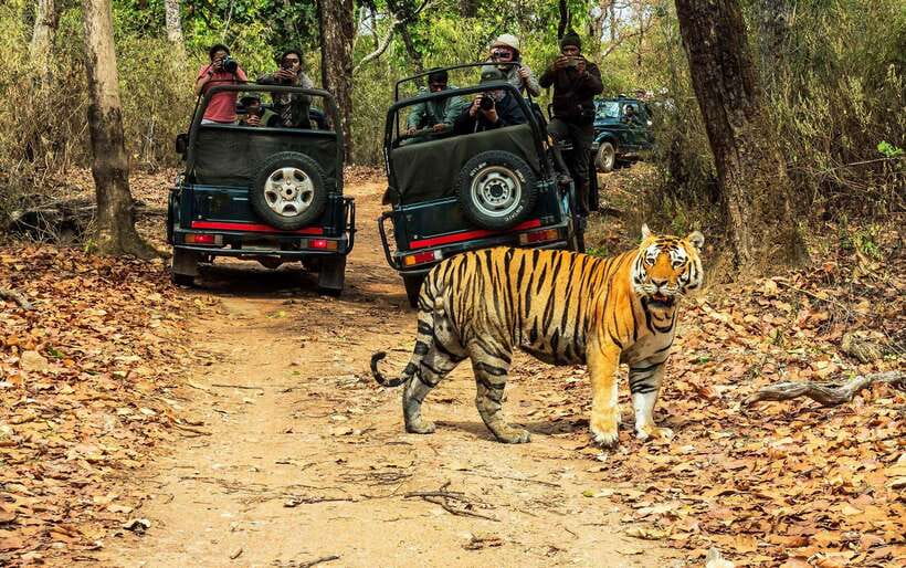 From Kathmandu/Pokhara: 2, 3, or 4-Day Chitwan Jungle Safari - Choosing two, three, or four days