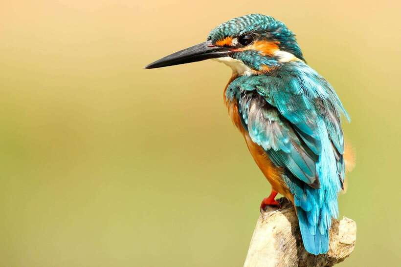 From Kathmandu/Pokhara: 2, 3, or 4-Day Chitwan Jungle Safari - The four-day jungle tower night