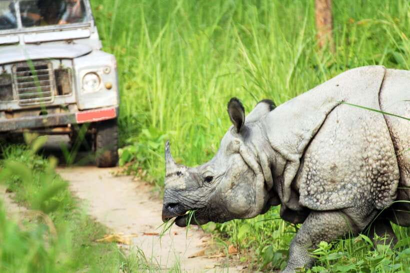 From Kathmandu/Pokhara: 2, 3, or 4-Day Chitwan Jungle Safari - Should you book it?