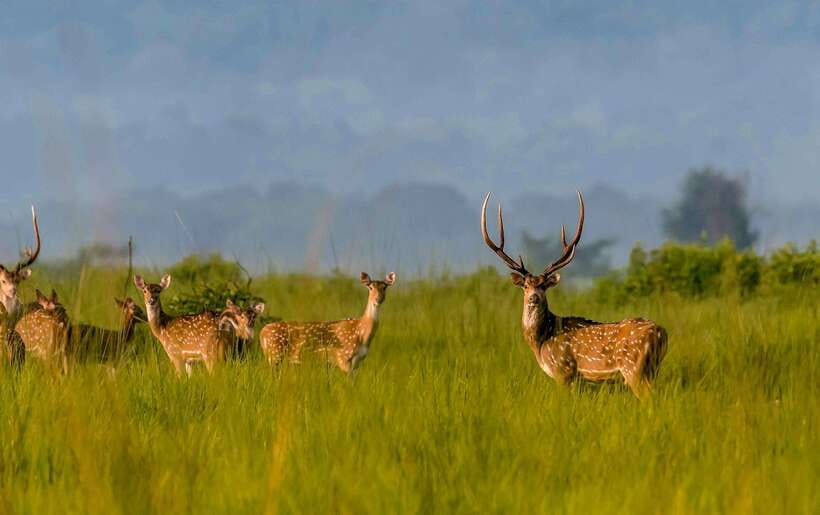 From Kathmandu/Pokhara: 3-Day Chitwan National Park Tour - Canoeing on the river