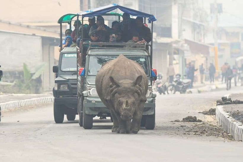 From Kathmandu/Pokhara: 3-Day Chitwan National Park Tour - Walking through the forest