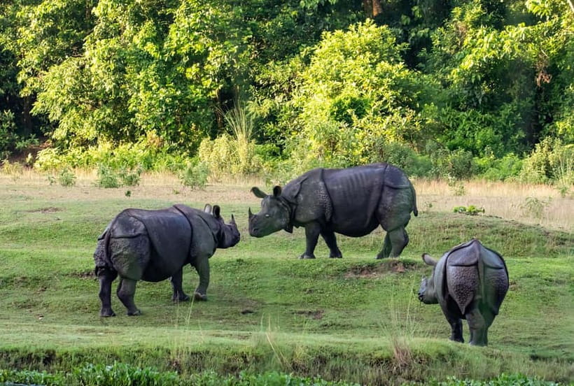 From Kathmandu/Pokhara: 3-Day Chitwan National Park Tour - The afternoon jeep safari
