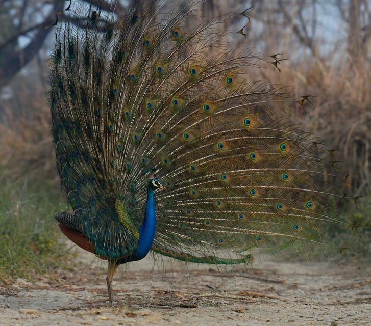 From Kathmandu/Pokhara: 3-Day Chitwan National Park Tour - Meals, hotel, and what the $136 price covers