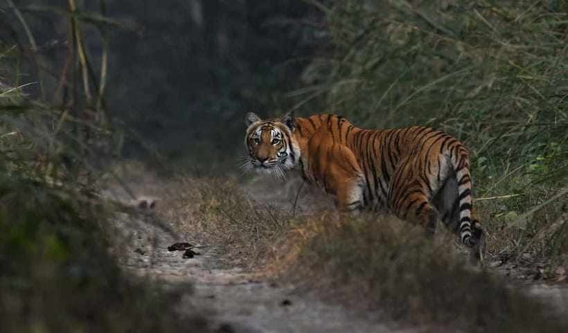 From Kathmandu/Pokhara: 3-Day Chitwan National Park Tour - Who will enjoy this Chitwan trip most