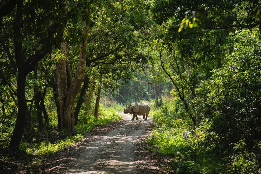 From Kathmandu/Pokhara: Private 3-Day Chitwan Safari Tour - Key points to know before booking
