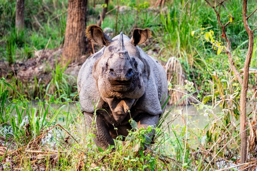 From Kathmandu/Pokhara: Private 3-Day Chitwan Safari Tour - Day 2: The jeep safari is the main event