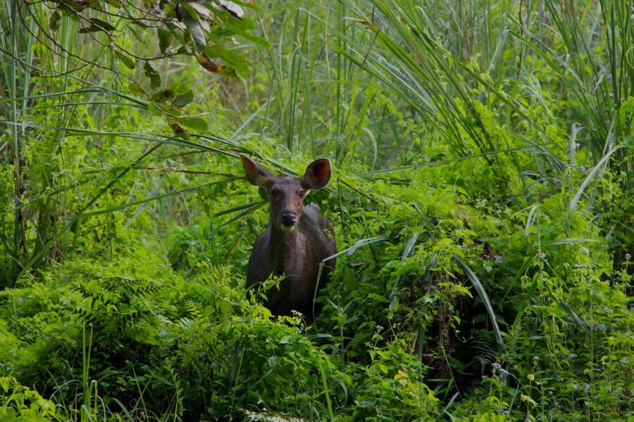 From Kathmandu/Pokhara: Private 3-Day Chitwan Safari Tour - The Rapti River canoe ride rewards quiet attention